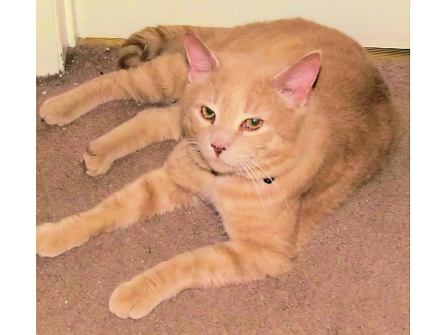 Adopt a Pet Today: Marley... Big, Handsome, Orange