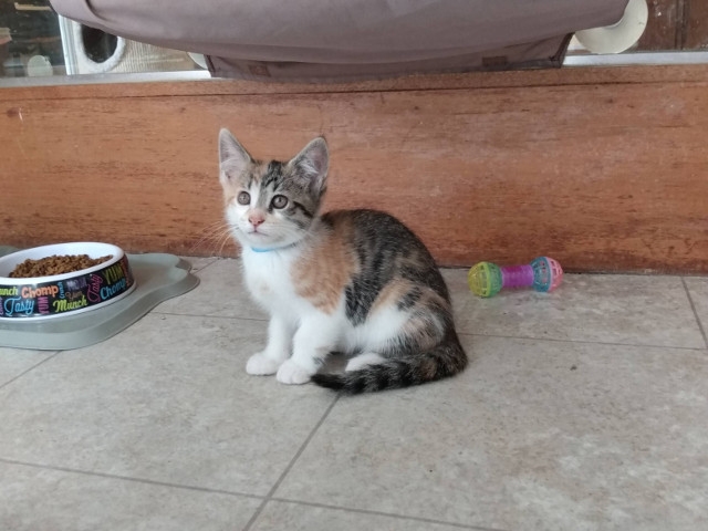Adopt A Pet Today: Krystal, A Calico Female Kitten