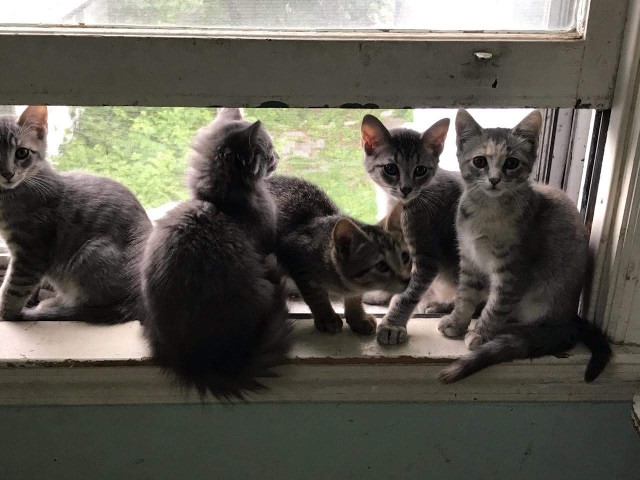 Adopt A Pet Today: Lion Pride Kittens