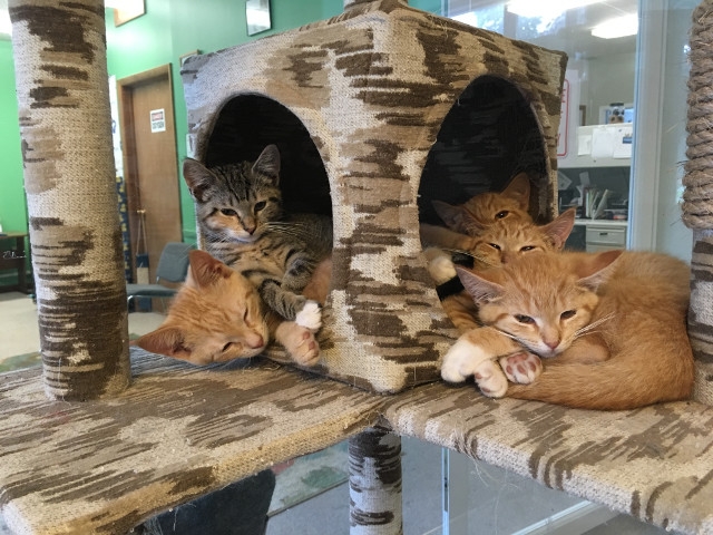 Adopt A Pet Today: How About One Of The Breakfast Kittens?