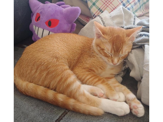 Adopt a Pet Today: Finnick, Five Months and Strikingly Handsome