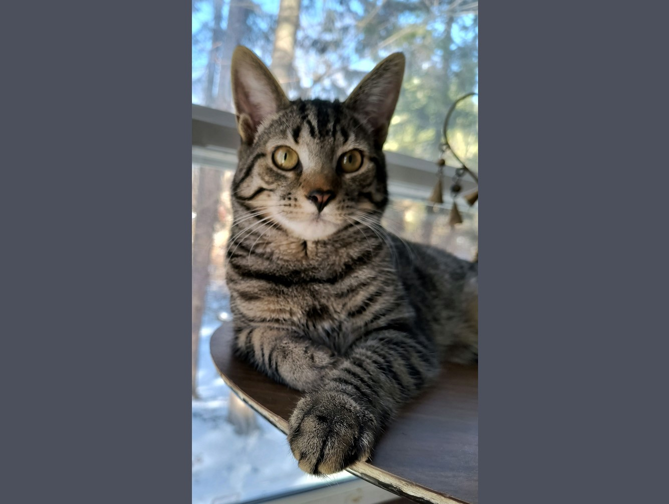 Ralph:  Pet of the Week
