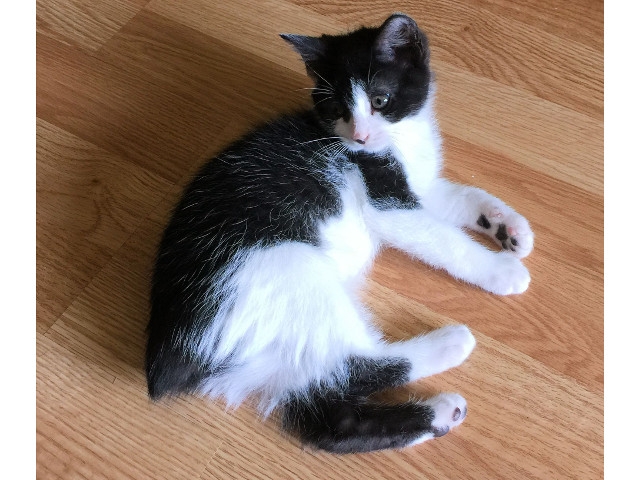 Adopt a Pet Today: Selena, Six-Months with Tuxedo Markings