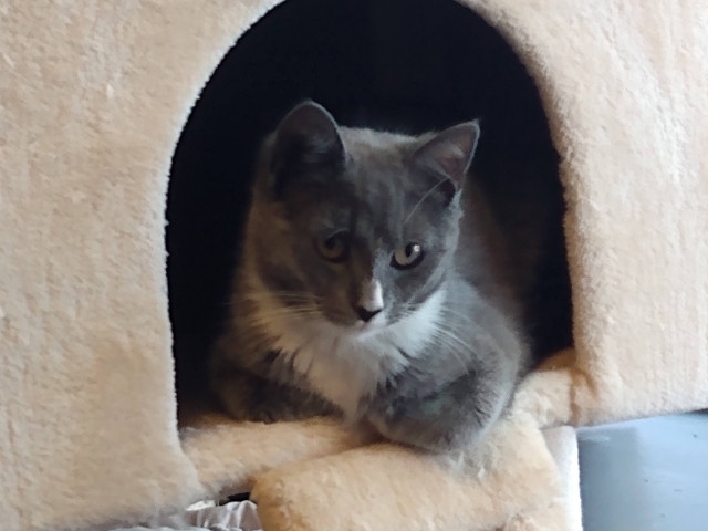 Adopt A Pet Today: Lyla, A Loveable Friend