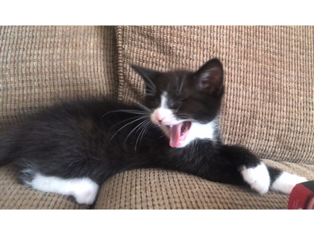 Adopt A Pet Today: Scout Seeks A Forever Home