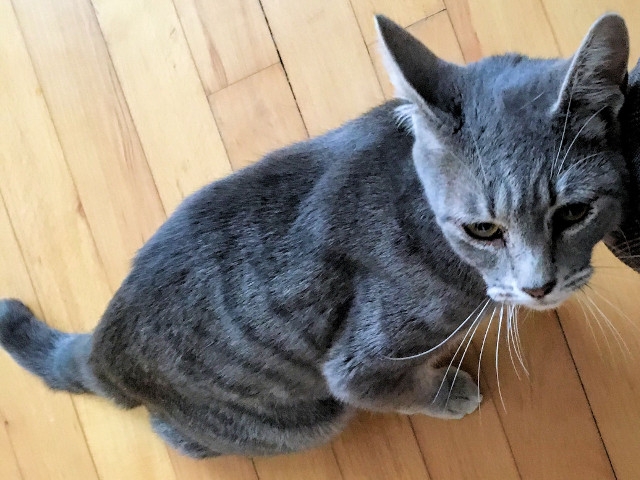 Adopt a Pet Today: Cassidy, Super-Friendly Teenager