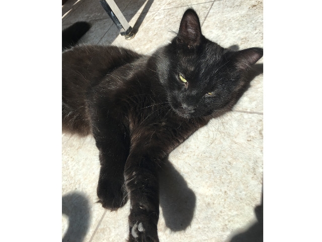 Adopt A Pet Today: Dash, A Male Kitten Needs A Home