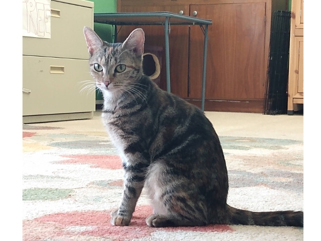 Adopt A Pet Today: Millie, An Excellent Playmate