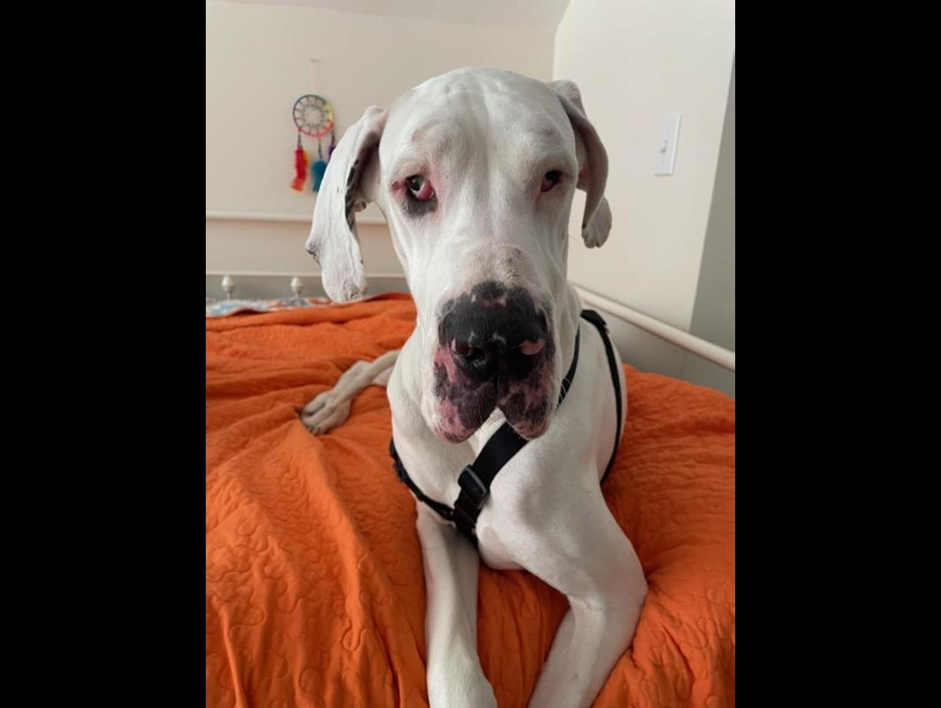 Koda:  Pet of the Week