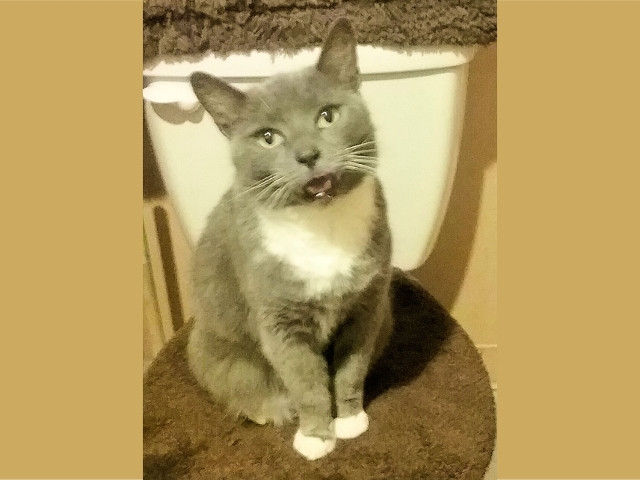 Adopt a Pet Today: Mellie, a Gray Tuxedo Female