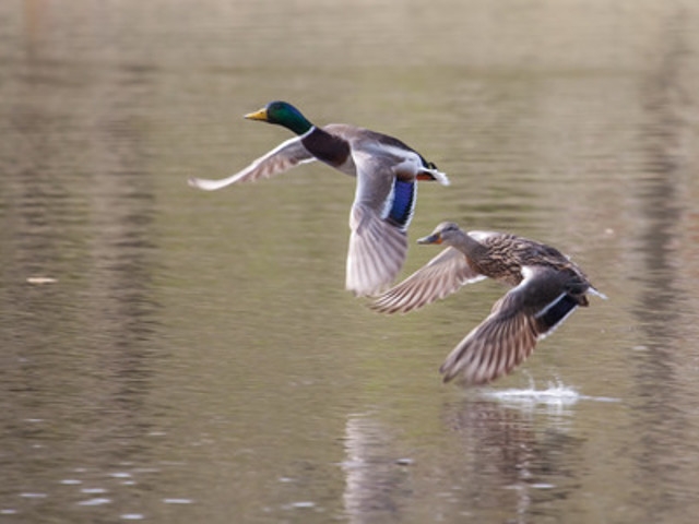 'Meet The Web Feet' at 4-H Amboy Environmental Education Center Apr 15