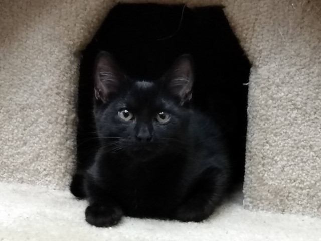 Adopt A Pet Today: Moose, Just A Typical Kitten