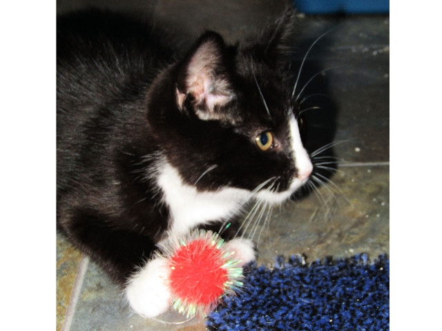 Adopt a Pet Today: Owen... Curious, Friendly, Active Kitten