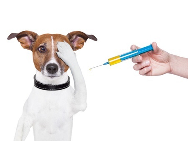 Oswego County Reschedules Hastings Rabies Vaccination Clinic for June 28