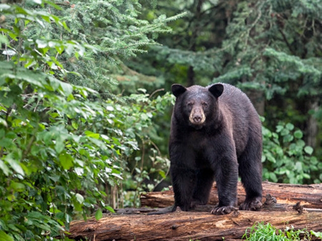 DEC Announces Partnership with BearWise Campaign