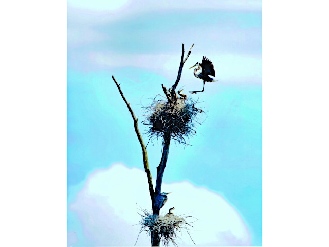 2022 Cayuga Naturally Photo Contest Winners
