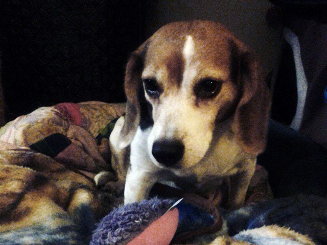 Adopt a Pet Today: Best-of-Show, Nappers Division