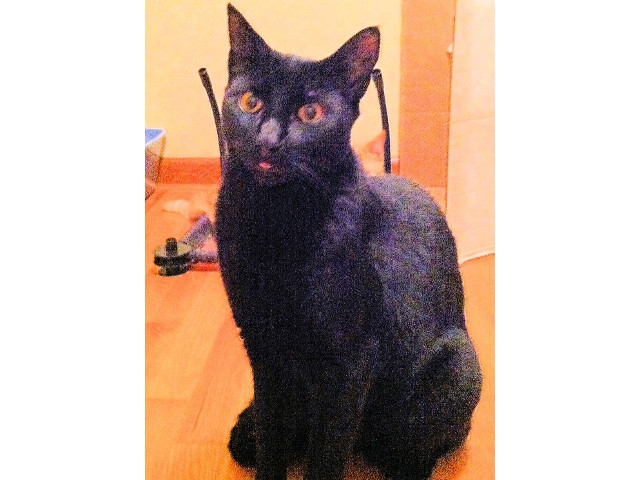 Adopt a Pet Today: Sam, Who Is Sometimes Caught 'Mid-Lick'