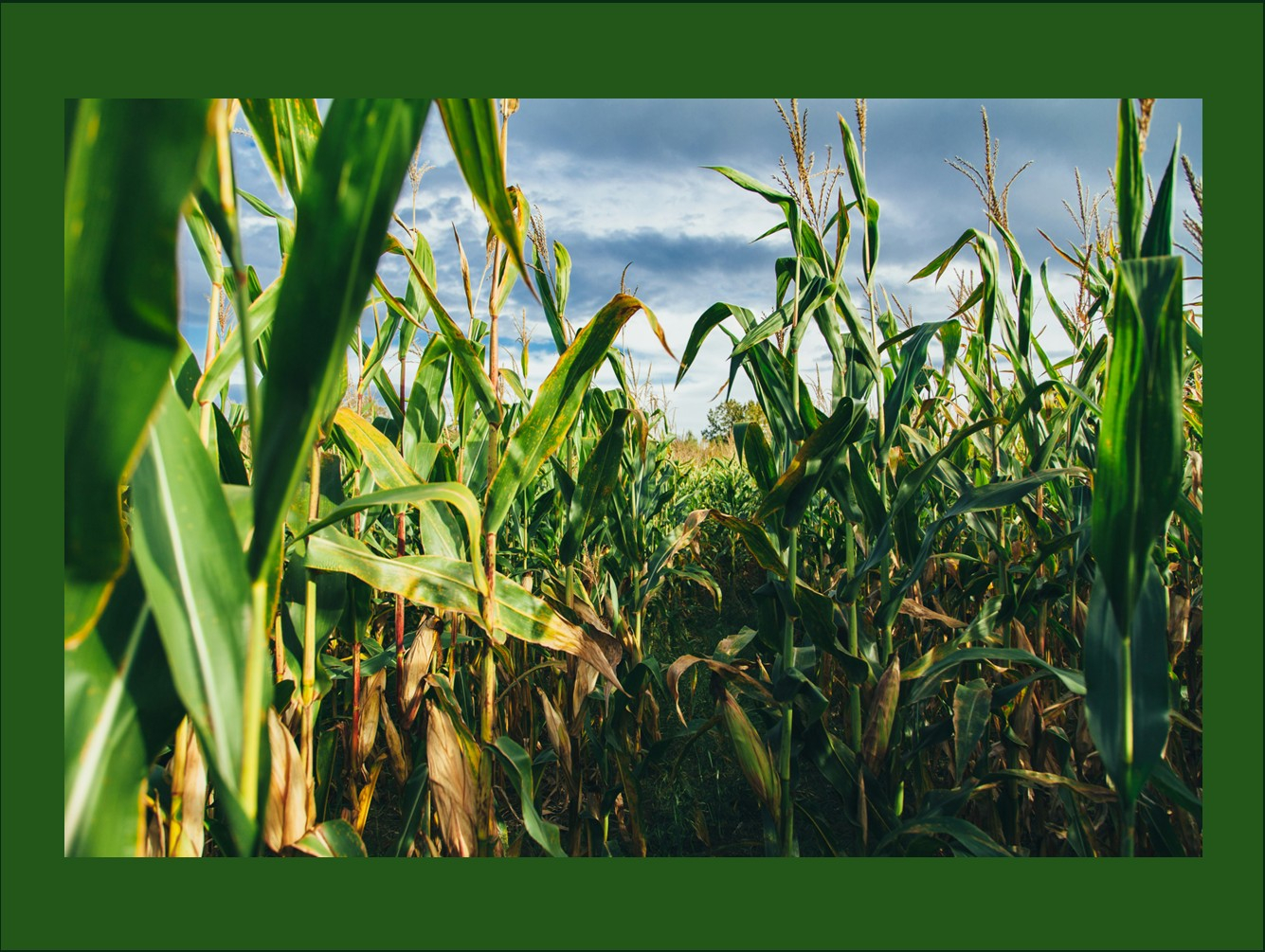 Field Drainage Tile Workshop