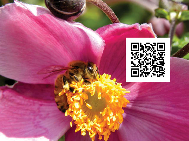 Honey Bee Program at the Amboy 4-H Environmental Education Center
