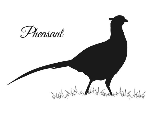 DEC Announces Pheasants Will Be Available for 2023 Seasons