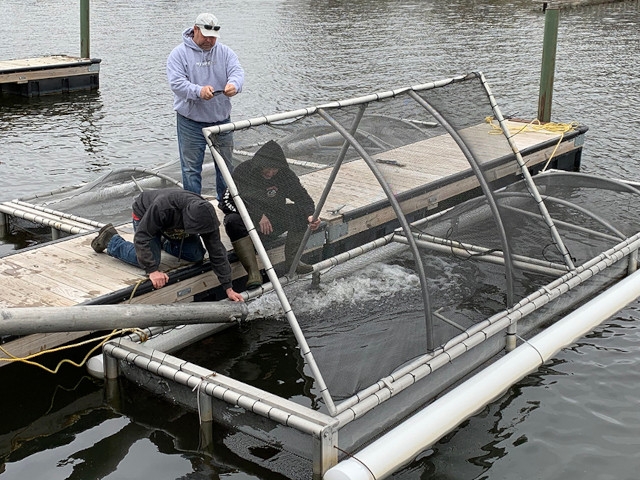 Annual Fish Stocking Program Continues at Oswego Marina