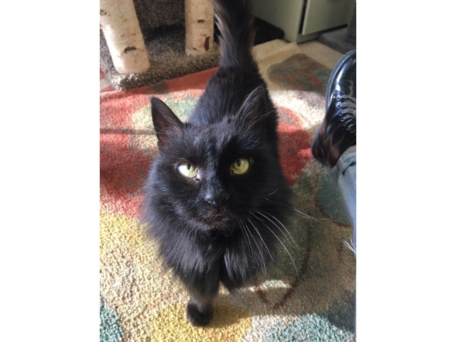 Adopt A Pet Today: Bruce the Handsome Sweetheart