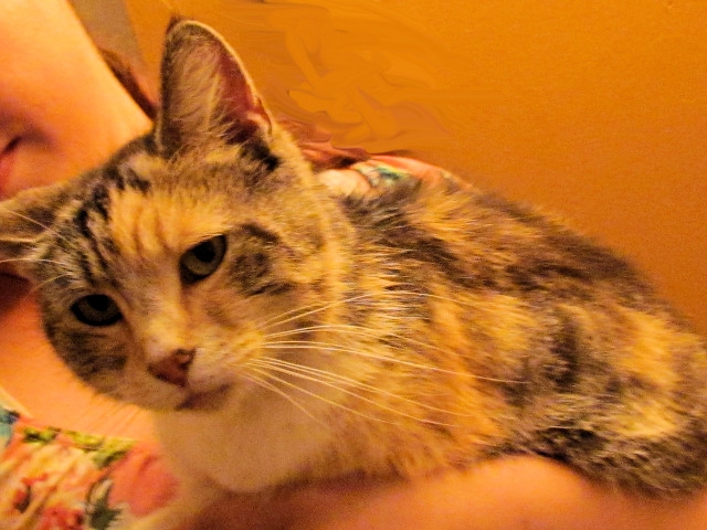 Adopt a Pet Today: Miley, Medium-Haired Torbie Calico