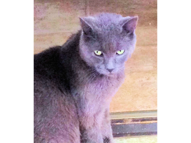Adopt a Pet Today: Luka, Impeccable Manners and 'Kid-Friendly'