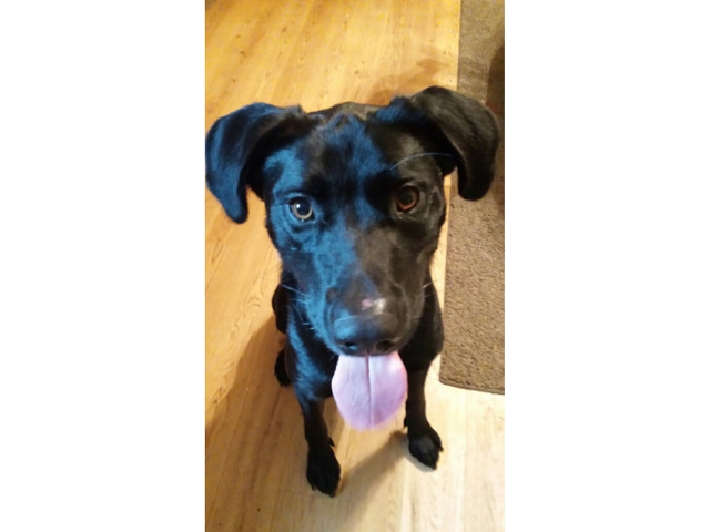 Adopt a Pet Today: Maverick... Big, Goofy, Black Lab