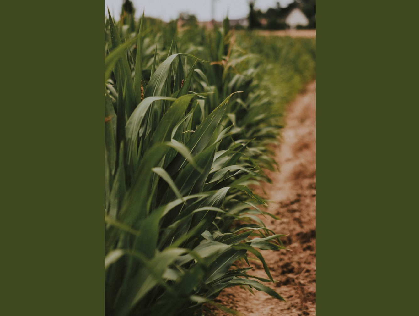 Mexico Officials Ask Residents for Feedback on Agriculture and Farmland