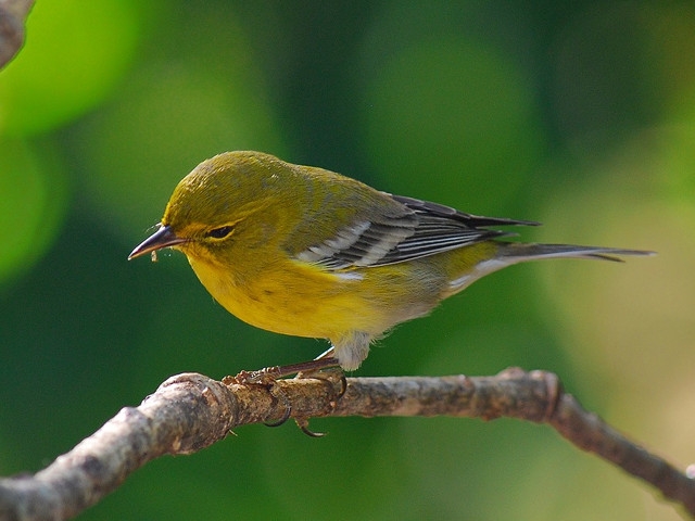'Bird Song Saunter' at 4-H Amboy Environmental Education Center May 4