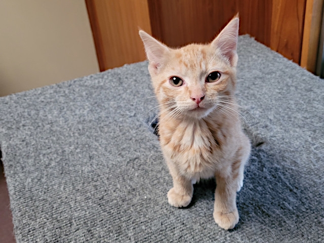 Adopt A Pet Today: Candy Cane