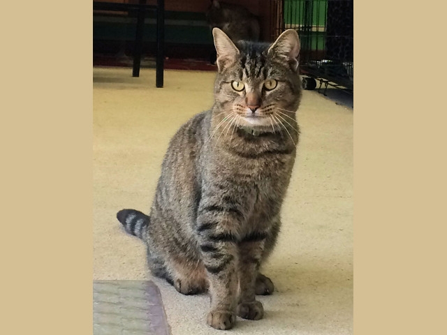 Adopt a Pet Today: Shadow, a Quiet Calm Friendly Boy