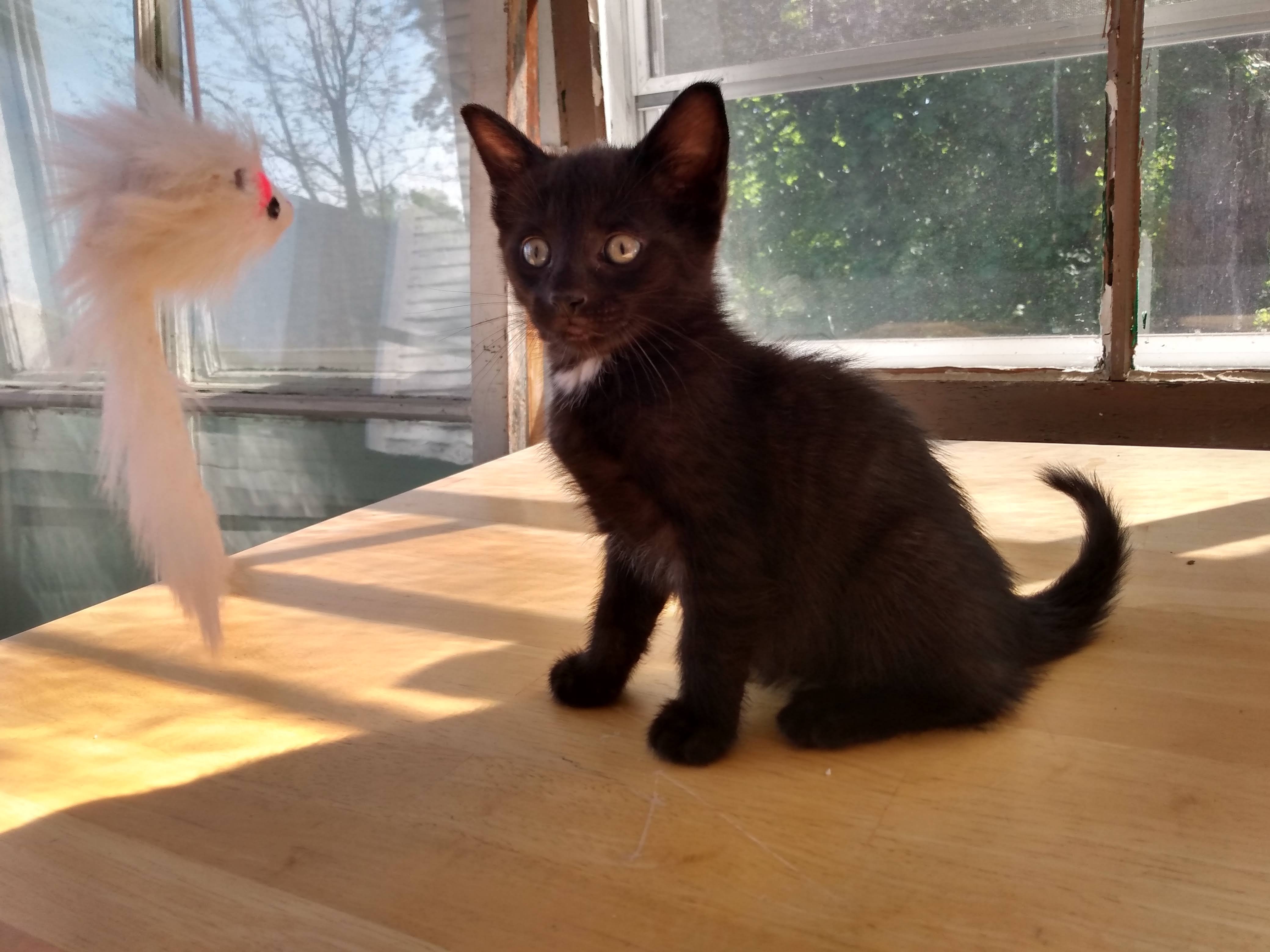 Adopt A Pet Today: Carlton Is Happy To Make Your Acquaintance