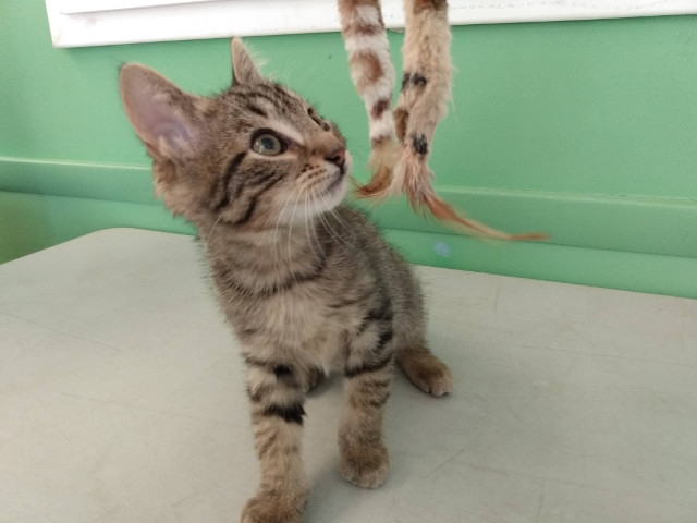 Adopt A Pet Today: Brian, A Playful Friend