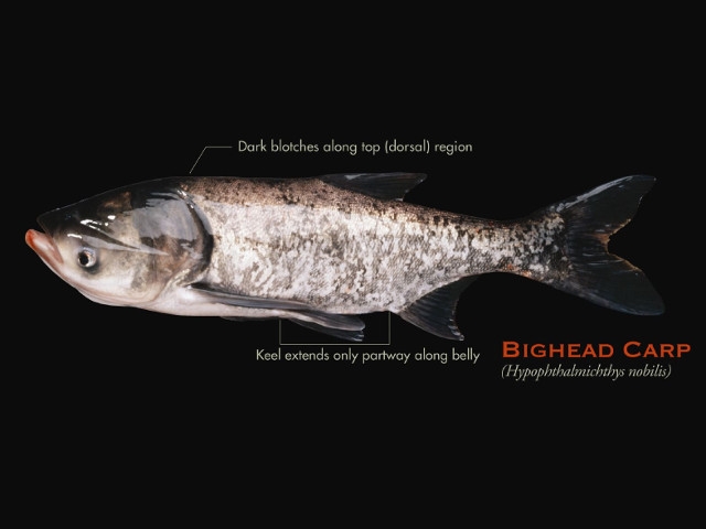 NY Experts Contribute to New Report on Asian Carp
