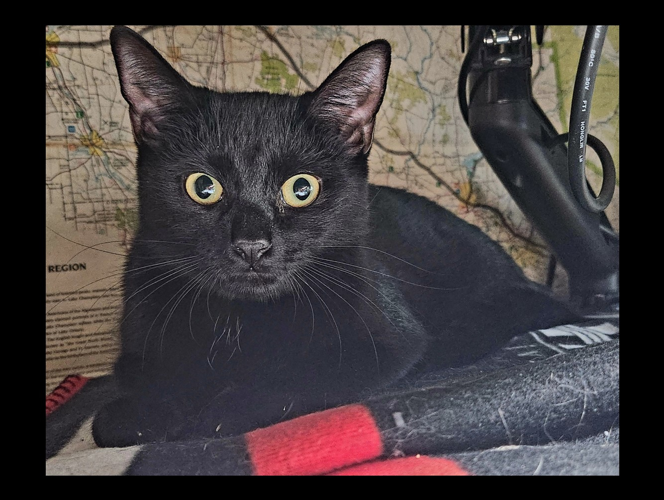 Merida: Pet of the Week