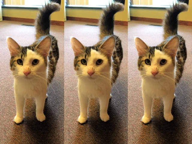 Adopt a Pet Today: River, A Very Cute Calico