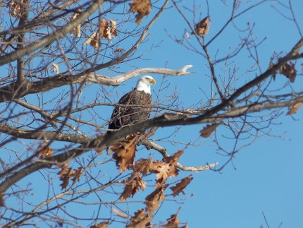 Bald eagles sighted along the Oswego River