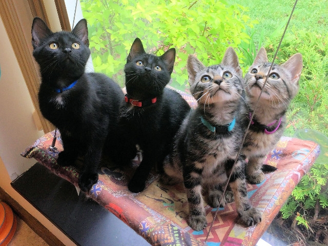 Adopt a Pet Today: Katniss, Peeta, Gale and Primrose