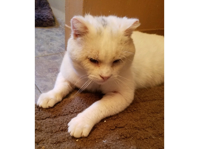Adopt A Pet Today: Snowball, Sweet and Gentle