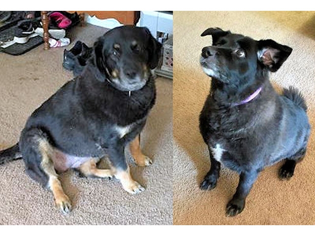 Adopt a Pet Today: Daisy and Lucy, Twice the Fun