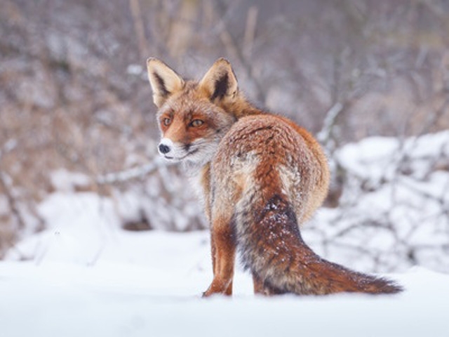 Oswego County Health Department Reports 10 Cases of Rabid Wildlife