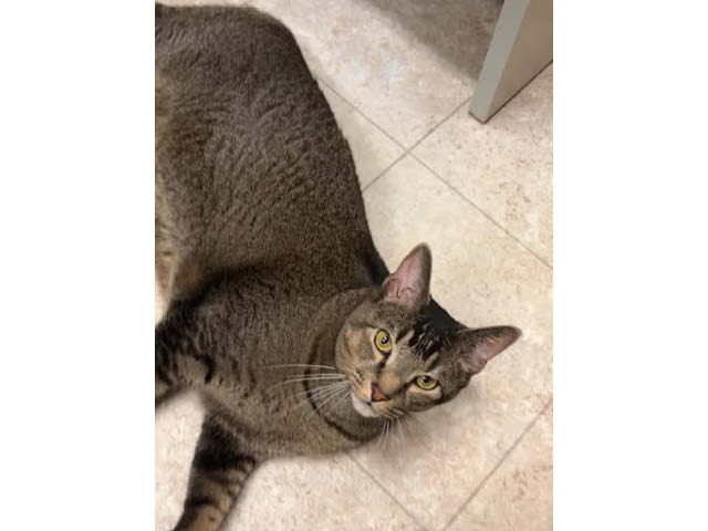 Mushu: Oswego County Humane Society Pet of the Week