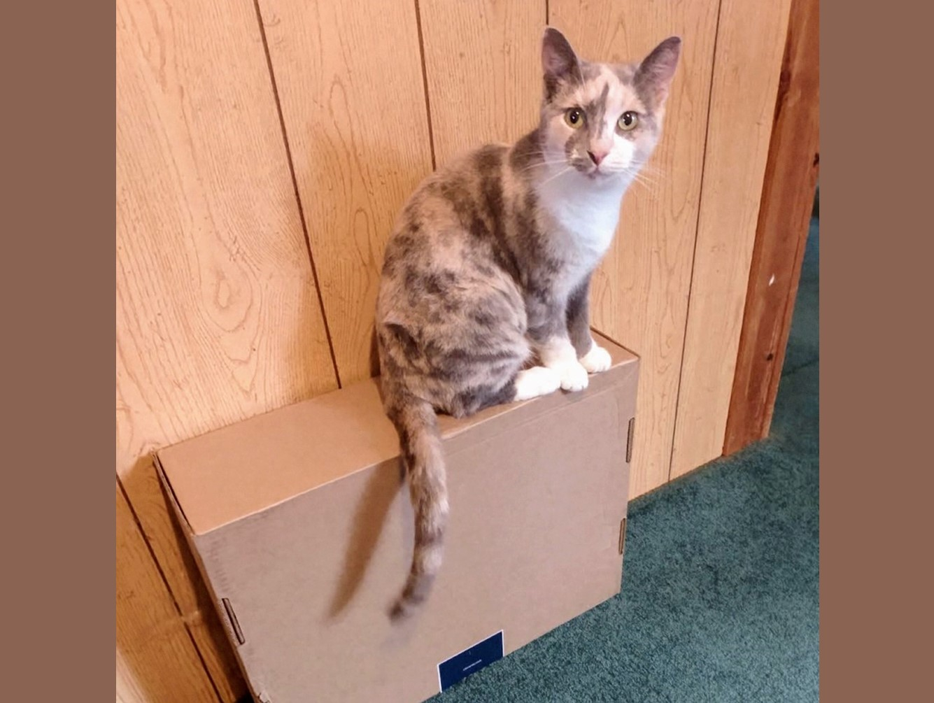 Lavender: Pet of the Week