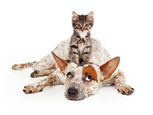 Porky &amp; Buddy Column: How Can We Prepare For The Unexpected?