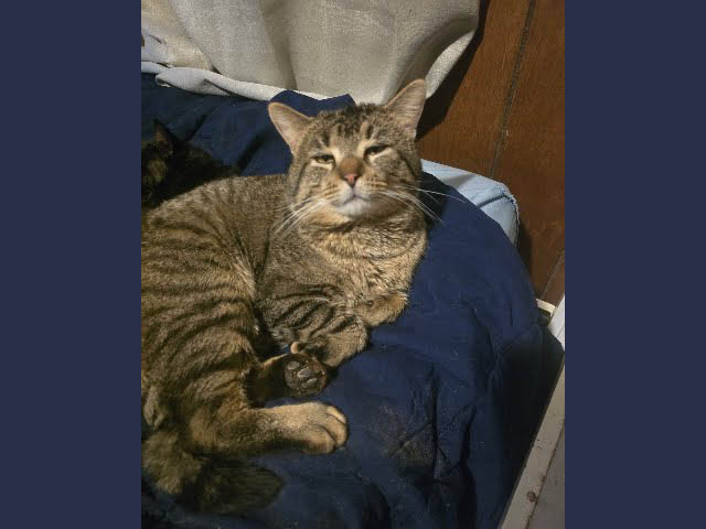 Pet of the Week: Leopold