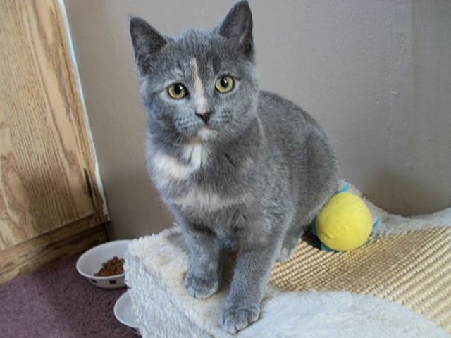 Adopt A Pet Today: Willow, A Young Tortoiseshell Female