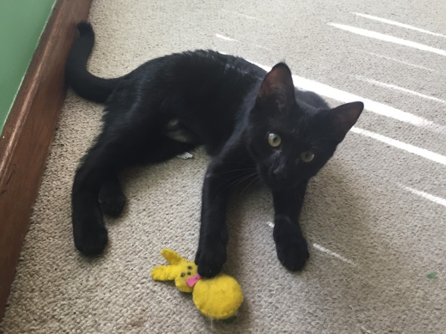 Adopt a Pet Today: Tinkerbell, Not Your Typical Good Fairy
